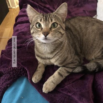 Foto 1/1 Extase Katze verloren in Hesperange