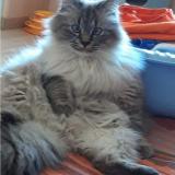 Picture of cat lost at Trainel