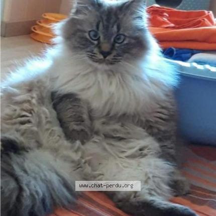 Photo 1/1 Nougat Chat lost in Trainel