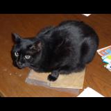 Picture of cat lost at Vincey