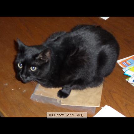 Photo 1/1 Canel Chat lost in Vincey