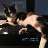 Picture of cat lost at Chateau Salins