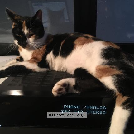 Photo 1/1 Tosca Chat lost in Chateau salins