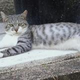 Picture of cat lost at Saint Leonard De Noblat