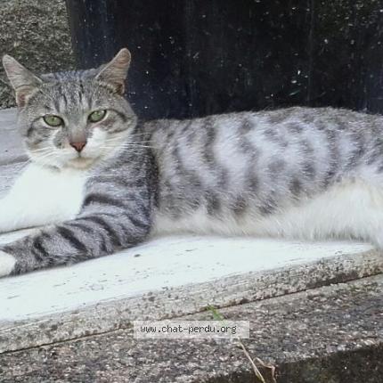 Photo 1/1 ATTILA Chat lost in Saint leonard de noblat