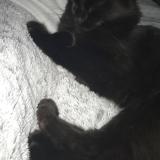 Picture of cat lost at Sorel Moussel