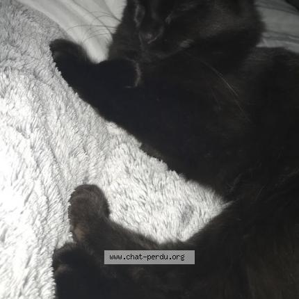 Photo 1/1 Haru Chat lost in Sorel moussel