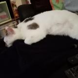 Picture of cat lost at Nancy