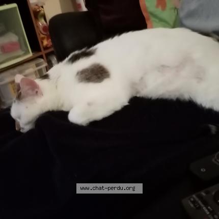 Photo 1/1 Pépite Chat lost in Nancy