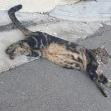 Picture of cat lost at Epfig