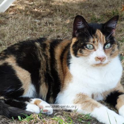 Photo 1/1 Cerise Chat lost in Douai
