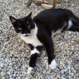 Picture of cat lost at Rignat