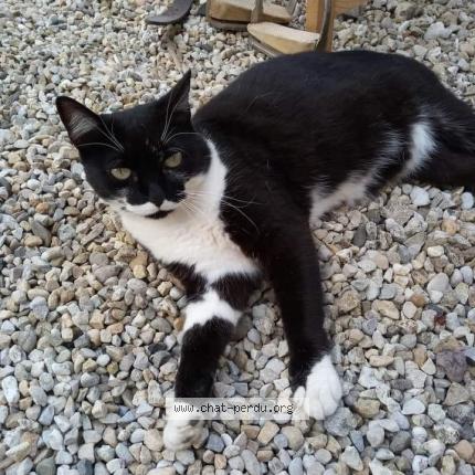 Photo 1/1 CHOUPETTE Chat lost in Rignat