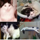 Picture of cat lost at La Haute Maison