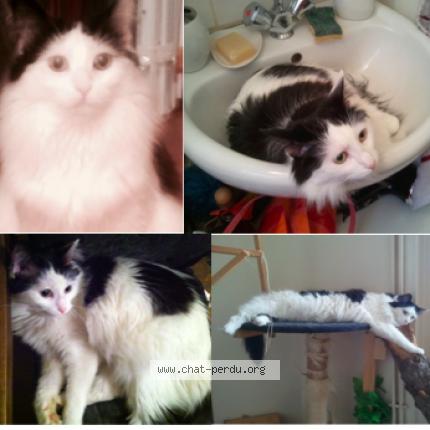Photo 1/1 SIRIUS Chat lost in La haute maison