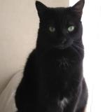 Picture of cat lost at Bordeaux