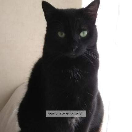 Photo 1/1 Lancelot Chat lost in Bordeaux