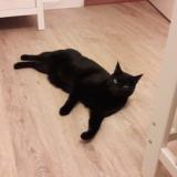 Picture of cat lost at Rennes