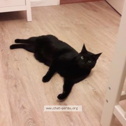 Photo 1/1 Nino Chat lost in Rennes