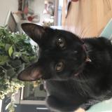 Picture of cat lost at St Congard