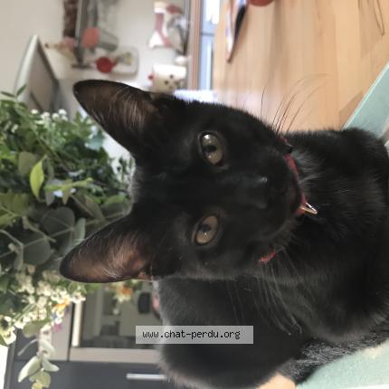 Photo 1/1 Gaspard Chat lost in St congard