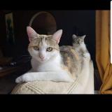 Picture of cat lost at Le Sart Neufchateau