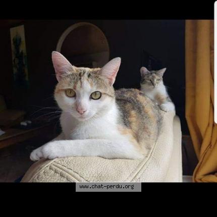 Photo 1/1 Piou Piou Chat lost in Le sart neufchateau