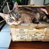 Picture of cat lost at Luynes