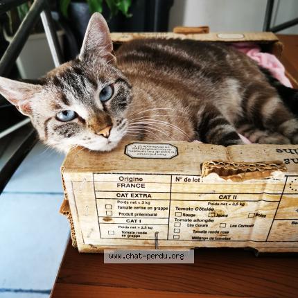 Photo 1/1 Minu Chat lost in Luynes