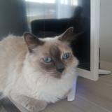 Picture of cat lost at Rosieres En Santerre