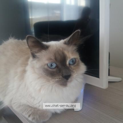 Photo 1/1 Nala Chat lost in Rosieres en santerre