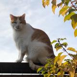 Picture of cat lost at Saint Herblain