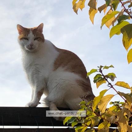 Photo 1/1 Cat reunited Lost in Saint herblain