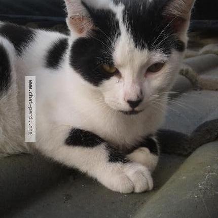 Photo 1/1 MAX Chat lost in La courneuve