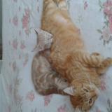 Picture of cat lost at Barisis Aux Bois