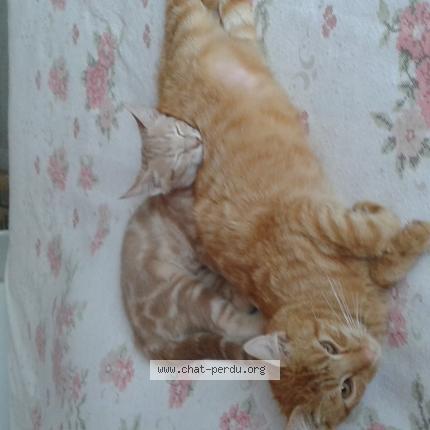 Photo 1/1 Pamplemousse Chat lost in Barisis aux bois