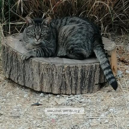 Photo 1/1 Chaton Chat lost in Marseille