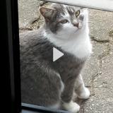 Picture of cat lost at Bavay