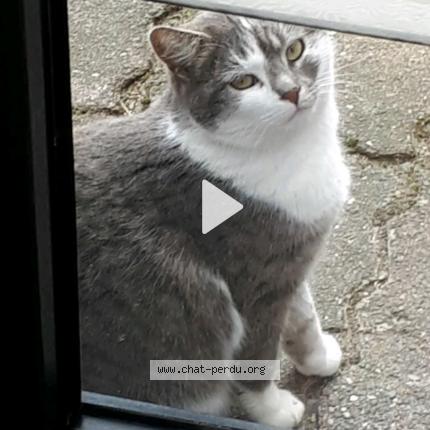 Photo 1/1 Pas de nom Chat lost in Bavay