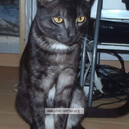 Photo 1/1 Guizmo Chat lost in Montblanc