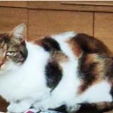 Picture of cat lost at Maisons Alfort Creteil