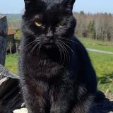 Picture of cat lost at Arfeuille Chatain