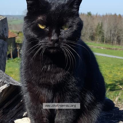 Photo 1/1 Nenette Chat lost in Arfeuille chatain