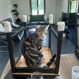 Picture of cat lost at Echarlens