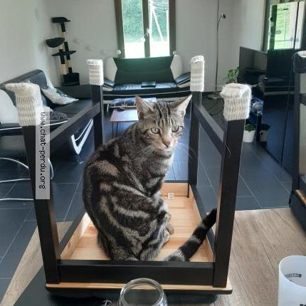 Photo 1/1 Mars Chat lost in Echarlens