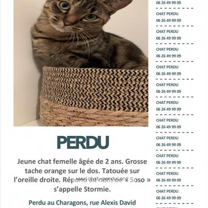 Photo 1/1 Stormie Chat lost in Bollene