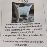 Picture of cat lost at Fouras