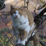 Picture of cat lost at Miribel