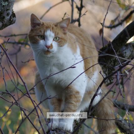 Photo 1/1 Miel Chat lost in Miribel