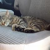 Picture of cat lost at La Grande Motte